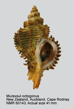 Murexsul octogonus.jpg - Murexsul octogonus(Quoy & Gaimard,1833)